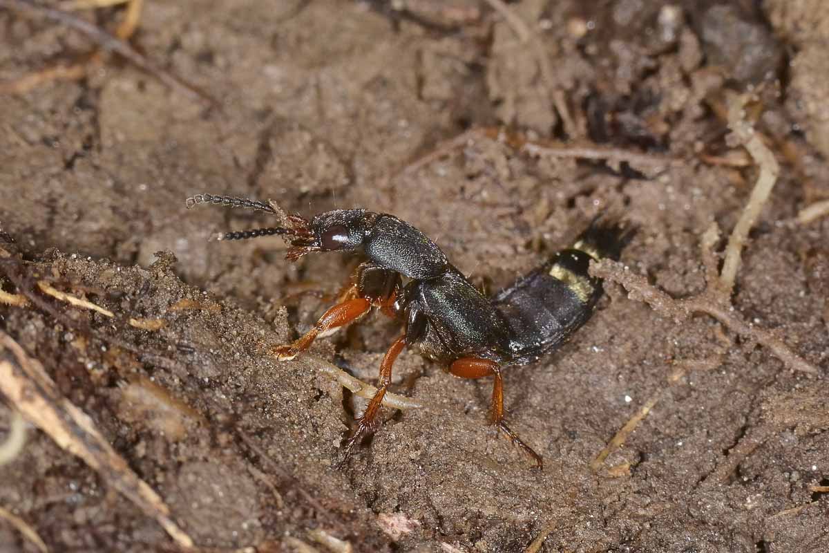 Platydracus fulvipes, Staphylinidae